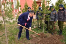 Акция по посадке деревьев